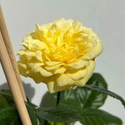 Duftende Beetrose 'Yellow Meilove®', Hellgelb, Topf 6 Liter -Garten Sicht Verkäufe 0460200845 beetrose yellow meilove premium 5 123892