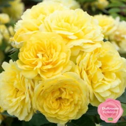 Stammrose 'Yellow Meilove®', Beetrose, Stammhöhe 60cm Im 7,5 Liter Topf -Garten Sicht Verkäufe 0460200845 Yellow Meilove RGB k mEinklinker Duftrosenkollektion 49436 2