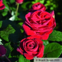 Beetrose 'Kompass'®, Rot, Topf 6 Liter -Garten Sicht Verkäufe 0460200855 Kompass Premium Beetrose rot Bluetenzauber1 76518 2