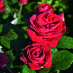 Stammrose 'Kompass'®, Beetrose, Rot, Stammhöhe 60 Cm Im 7,5 Liter Topf -Garten Sicht Verkäufe 0460200855 Kompass Premium Beetrose rot Bluetenzauber 75088 3