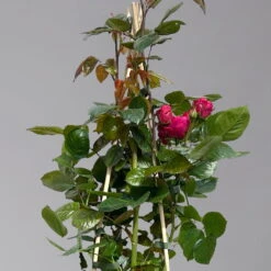 Beetrose 'Kompass'®, Rot, Topf 6 Liter -Garten Sicht Verkäufe 0460200855 beetrose kompass 1 124089