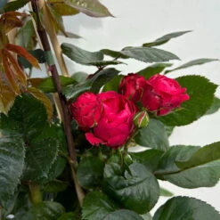 Beetrose 'Kompass'®, Rot, Topf 6 Liter -Garten Sicht Verkäufe 0460200855 beetrose kompass 6 123895