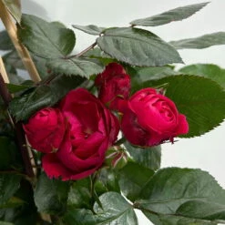 Beetrose 'Kompass'®, Rot, Topf 6 Liter -Garten Sicht Verkäufe 0460200855 beetrose kompass 7 123894