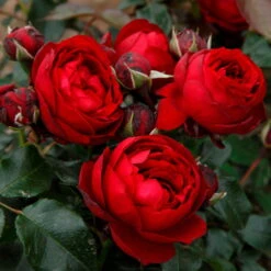 Stammrose 'Till Eulenspiegel®', Beetrose, Rot, Stammhöhe 60cm Im 7,5 Liter Topf -Garten Sicht Verkäufe 0460200857 KB Till Eulenspiegel Beetrose Co6lt rot1 75086