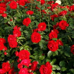 Stammrose 'Till Eulenspiegel®', Beetrose, Rot, Stammhöhe 60cm Im 7,5 Liter Topf -Garten Sicht Verkäufe 0460200857 KB Till Eulenspiegel Beetrose Co6lt rot2 75085