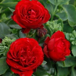 Stammrose 'Till Eulenspiegel®', Beetrose, Rot, Stammhöhe 60cm Im 7,5 Liter Topf -Garten Sicht Verkäufe 0460200857 KB Till Eulenspiegel Beetrose Co6lt rot 75087