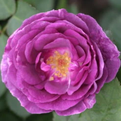 Duftende Beetrose 'Minerva®', Violett, Topf 6 Liter -Garten Sicht Verkäufe 0460200858 Minerva Premium Beetrose Co6lt lila Duftrosen 2 118848