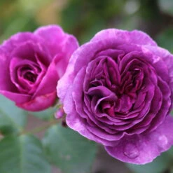 Duftende Beetrose 'Minerva®', Violett, Doppelbogen, Topf 10 Liter -Garten Sicht Verkäufe 0460200858 Minerva Premium Beetrose Co6lt lila Duftrosen 3 118847 1