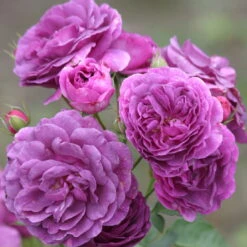 Duftende Beetrose 'Minerva®', Violett, Doppelbogen, Topf 10 Liter -Garten Sicht Verkäufe 0460200858 Minerva Premium Beetrose Co6lt lila Duftrosen 4 118849 1