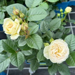 Duftende Strauchrose 'Artemis®', Cremeweiß, Topf 6 Liter -Garten Sicht Verkäufe 0460500339 Artemis Strauchrose cremeweiss 4 126475