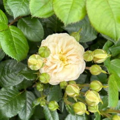 Duftende Strauchrose 'Artemis®', Cremeweiß, Topf 6 Liter -Garten Sicht Verkäufe 0460500339 Artemis Strauchrose cremeweiss 5 126474