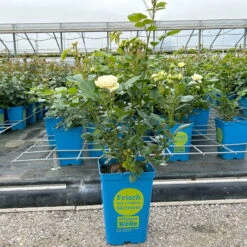 Duftende Strauchrose 'Artemis®', Cremeweiß, Topf 6 Liter -Garten Sicht Verkäufe 0460500339 Artemis Strauchrose cremeweiss 8 126473