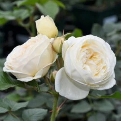 Duftende Strauchrose 'Artemis®', Cremeweiß, Topf 6 Liter -Garten Sicht Verkäufe 0460500339 Artemis RGB