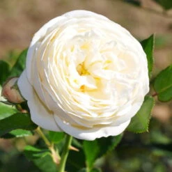 Duftende Strauchrose 'Artemis®', Cremeweiß, Topf 6 Liter -Garten Sicht Verkäufe 0460500339 Artemis RGB 2