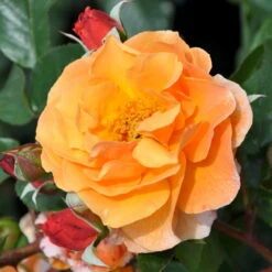 Strauchrose 'Arabia®', Dunkelorange, Topf 6 Liter