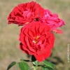 Strauchrose 'Tornella®', Samtrot, Topf 6 Liter