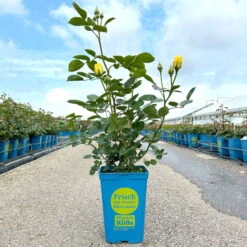 Kletterrose 'Sommergold®', Goldgelb, Topf 6 Liter