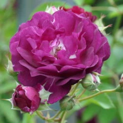 Kletterrose 'Rosengarten Zweibrücken®', Purpur-violett, Topf 6 Liter -Garten Sicht Verkäufe 0460600371 Rosengarten Zweibruecken RGB 6055