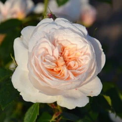 Kletterrose 'Sabrina®', Creme-weiss, Mitte Aprikot, Topf 6 Liter -Garten Sicht Verkäufe 0460600372 Kletterrose Sabrina RGB 2 6268