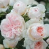 Kletterrose 'Sabrina®', Creme-weiss, Mitte Aprikot, Topf 6 Liter