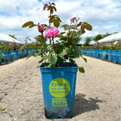 Englische Rose 'Gertrude Jekyll' (Ausbord) David Austin, Rosa, Topf 6 Liter -Garten Sicht Verkäufe 0460750328 Gertrude Jekyll Englische Rose rosa 14 126489