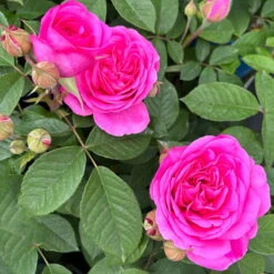Englische Rose 'Gertrude Jekyll' (Ausbord) David Austin, Rosa, Topf 6 Liter -Garten Sicht Verkäufe 0460750328 Gertrude Jekyll Englische Rose rosa 15 126497
