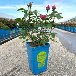 Englische Rose 'Gertrude Jekyll' (Ausbord) David Austin, Rosa, Topf 6 Liter -Garten Sicht Verkäufe 0460750328 Gertrude Jekyll Englische Rose rosa 16 126496