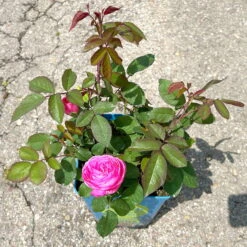 Englische Rose 'Gertrude Jekyll' (Ausbord) David Austin, Rosa, Topf 6 Liter -Garten Sicht Verkäufe 0460750328 Gertrude Jekyll Englische Rose rosa 9 126491