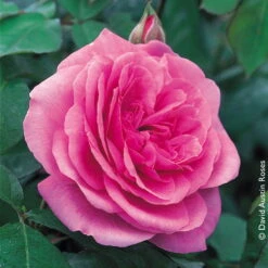 Englische Rose 'Gertrude Jekyll' (Ausbord), Rosa, Doppelbogen, Topf 10 Liter -Garten Sicht Verkäufe 0460750328 Englische Rose Gertrude Jekyll RGB Copyright NEU 01 42120