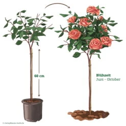 Stammrose 'Augusta Luise®', Edelrose, Stammhöhe 60cm Im 7,5 Liter Topf -Garten Sicht Verkäufe 046080 Rosenstamm apricot rosa 122132