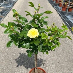 Stammrose 'Yellow Meilove®', Beetrose, Stammhöhe 60cm Im 7,5 Liter Topf -Garten Sicht Verkäufe 0460800485 Yellow Meilove Halbstamm hellgelb 4 126509