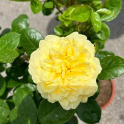 Stammrose 'Yellow Meilove®', Beetrose, Stammhöhe 60cm Im 7,5 Liter Topf -Garten Sicht Verkäufe 0460800485 Yellow Meilove Halbstamm hellgelb 5 126505