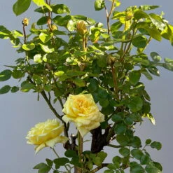 Stammrose 'Yellow Meilove®', Beetrose, Stammhöhe 60cm Im 7,5 Liter Topf -Garten Sicht Verkäufe 0460800485 yellow Meilove Halbstamm Co7lt hellgelb 10 126506