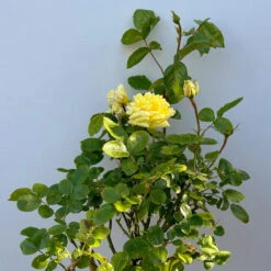 Stammrose 'Yellow Meilove®', Beetrose, Stammhöhe 60cm Im 7,5 Liter Topf -Garten Sicht Verkäufe 0460800485 yellow Meilove Halbstamm Co7lt hellgelb 3 126508