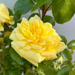 Stammrose 'Yellow Meilove®', Beetrose, Stammhöhe 60cm Im 7,5 Liter Topf -Garten Sicht Verkäufe 0460800485 yellow Meilove Halbstamm Co7lt hellgelb 4 126507