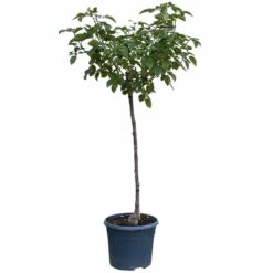 Stammrose 'Hansestadt Rostock®', Beetrose, Stammhöhe 60cm Im 7,5 Liter Topf -Garten Sicht Verkäufe 046080055 Hansestadt Rostock 2 115577