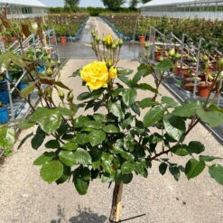 Stammrose 'Westart®', Beetrose, Stammhöhe 60cm Im 7,5 Liter Topf -Garten Sicht Verkäufe 0460800603 Westart Halbstamm gelb 2 126512