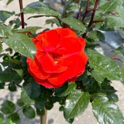 Stammrose 'Westpoint'®, Beetrose, Stammhöhe 60cm Im 7,5 Liter Topf -Garten Sicht Verkäufe 0460800666 Westpoint Halbstamm blutorange 2 126515