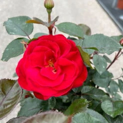 Stammrose 'Kompass'®, Beetrose, Rot, Stammhöhe 60 Cm Im 7,5 Liter Topf -Garten Sicht Verkäufe 0460800735 Kompass Halbstamm rot 2 126522