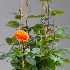 Beetrose 'Westzeit®', Orange-aprikot Bis Rosa, Doppelbogen, Topf 10 Liter -Garten Sicht Verkäufe 0460850563 rose westzeit doppelbogen 1 124091