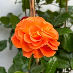 Beetrose 'Westzeit®', Orange-aprikot Bis Rosa, Doppelbogen, Topf 10 Liter -Garten Sicht Verkäufe 0460850563 rose westzeit doppelbogen 4 123897