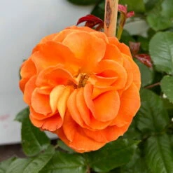 Beetrose 'Westzeit®', Orange-aprikot Bis Rosa, Doppelbogen, Topf 10 Liter -Garten Sicht Verkäufe 0460850563 rose westzeit doppelbogen 6 123898