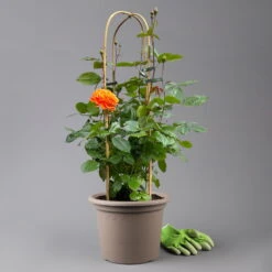 Beetrose 'Westzeit®', Orange-aprikot Bis Rosa, Doppelbogen, Topf 10 Liter