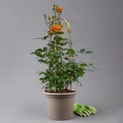 Beetrose 'Westzeit®', Orange-aprikot Bis Rosa, Doppelbogen, Topf 10 Liter -Garten Sicht Verkäufe 0460850563 rose westzeit premium doppelbogen 2 125103