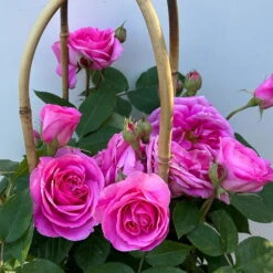 Englische Rose 'Gertrude Jekyll' (Ausbord), Rosa, Doppelbogen, Topf 10 Liter -Garten Sicht Verkäufe 0460850639 rose gertrude jekyll premium doppelbogen 10 124612