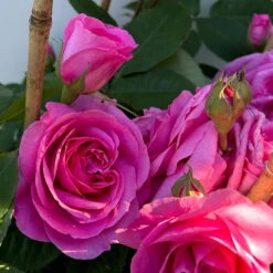 Englische Rose 'Gertrude Jekyll' (Ausbord), Rosa, Doppelbogen, Topf 10 Liter -Garten Sicht Verkäufe 0460850639 rose gertrude jekyll premium doppelbogen 11 124616