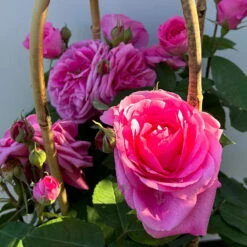Englische Rose 'Gertrude Jekyll' (Ausbord), Rosa, Doppelbogen, Topf 10 Liter -Garten Sicht Verkäufe 0460850639 rose gertrude jekyll premium doppelbogen 12 124615
