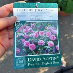 Englische Rose 'Gertrude Jekyll' (Ausbord), Rosa, Doppelbogen, Topf 10 Liter -Garten Sicht Verkäufe 0460850639 rose gertrude jekyll premium doppelbogen 13 124614