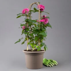 Englische Rose 'Gertrude Jekyll' (Ausbord), Rosa, Doppelbogen, Topf 10 Liter -Garten Sicht Verkäufe 0460850639 rose gertrude jekyll premium doppelbogen 1 125104