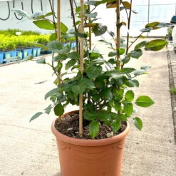 Beetrose 'Westpoint'®, Blutorange, Doppelbogen, Topf 10 Liter -Garten Sicht Verkäufe 0460850981 rose westpoint doppelbogen 3 124044